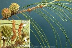 Enlarged Image of 'Casuarina equisetifolia'