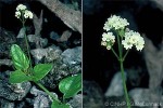 Boerhavia albifolia (Boerhavia albiflora)