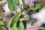 Boerhavia glabrata (Boerhavia glabrata)