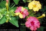 Four-o'clock Flower (Mirabilis jalapa)
