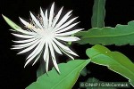 Queen-of-the-night Cactus (Epiphyllum oxypetalum)