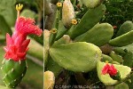 Cochineal Cactus (Nopalea cochenillifera)