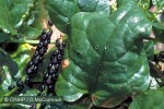 Ceylon Spinach (Basella alba)