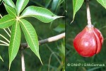 Java Olives (Sterculia foetida)
