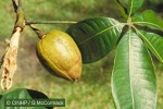 Guiana Chestnut (Pachira aquatica)