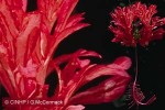 Enlarged Image of 'Hibiscus schizopetalus'