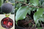 Ceylon Gooseberry (Dovyalis hebecarpa)