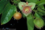 Hard Passionfruit (Passiflora maliformis)