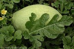 Watermelon (Citrullus lanatus)