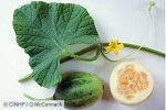 Early Melon (Cucumis melo var. agrestis)
