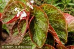 Begonia Small (Begonia QQBS1 small)
