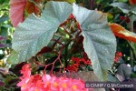 Enlarged Image of 'Begonia coccinea QQcf.'