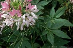 Enlarged Image of 'Cleome speciosa'
