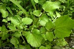 Watercress (Rorippa nasturtium-aquatica)