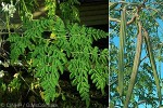 Drumstick Tree (Moringa oleifera)