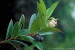 East Polynesian Blueberry (Vaccinium cereum)
