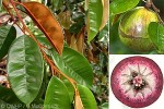 Star Apple (Chrysophyllum cainito)