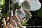 October Plant (Hylotelephium sieboldii ?ID)