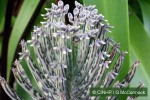 Chandelier Plant (Bryophyllum delagoense)