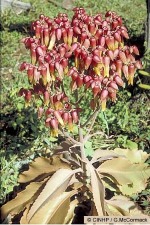 Airplant (Byophyllum gastonis-bonnieri)