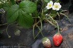 Garden Strawberry (Fragaria X ananassa)