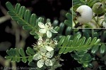 Polynesian Osteomeles (Osteomeles anthyllidifolia)