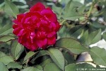 Rose (Rosa chinensis hybrid)