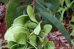 Crassicarpa (Acacia crassicarpa)