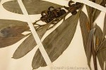 Fish-poison Wattle (Acacia holosericea group)