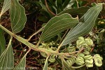 Mangium (Acacia mangium)