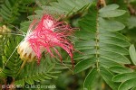 Pink Powderpuff (Calliandra surinamensis)