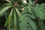 Leucaena (Leucaena leucocephala)