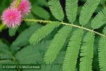 Enlarged Image of 'Mimosa invisa'