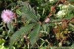 Enlarged Image of 'Mimosa pudica'