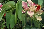 Pink Orchid-tree (Bauhinia monandra)