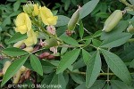 Enlarged Image of 'Crotalaria anagyroides'