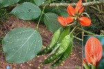 Dadap (Erythrina subumbrans)