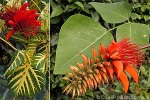 Enlarged Image of 'Erythrina variegata'