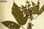 Three-leaflet Flemingia (Flemingia macrophylla)