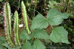 Winged Bean (Psophocarpus tetragonolobus)