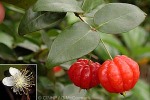 Surinam Cherry (Eugenia uniflora)