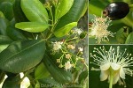Bay-rum Tree (Pimenta racemosa)