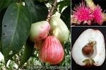 Malay Apple (Syzygium malaccensis)