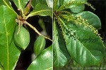 Polynesian Tropical-Almond (Terminalia glabrata)