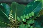 Samoan Tropical-Almond (Terminalia samoensis)