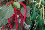 Red-hot Cat's-tail (Acalypha hispida)