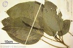 Rarotonga Acalypha (Acalypha wilderi)