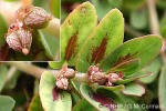 Ground Spurge (Chamaesyce thymifolia)