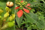 Mexican Fire-plant (Euphorbia cyathophora)