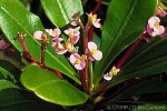 Pink Christ-thorn (Euphorbia lophogona)